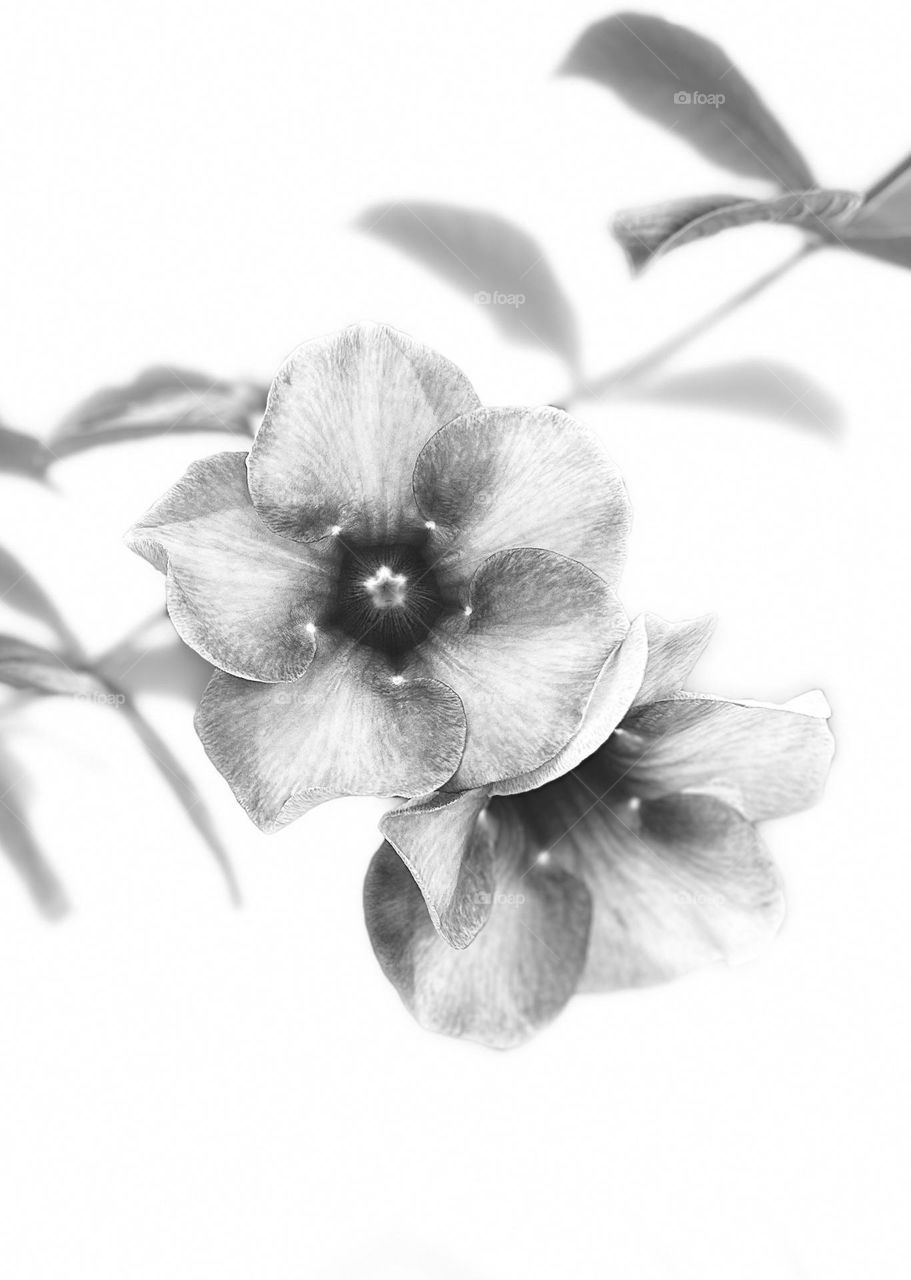 Floral photography - Allamanda - Blossom 