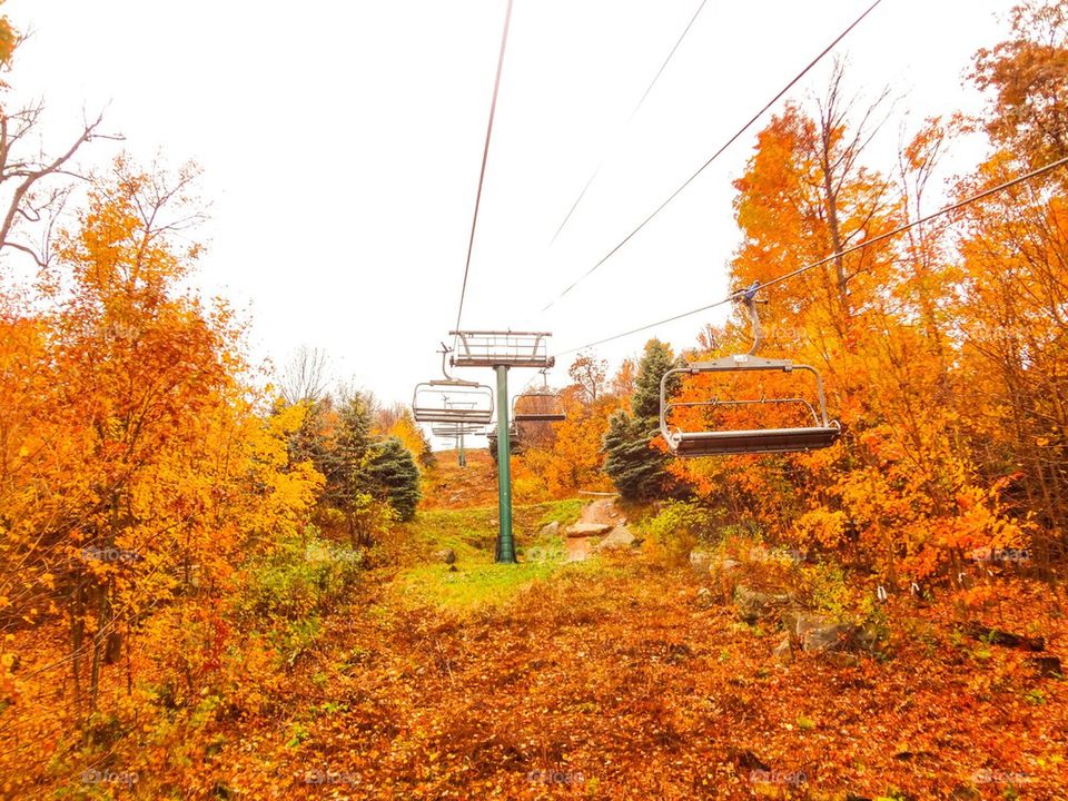 Orange leaves 