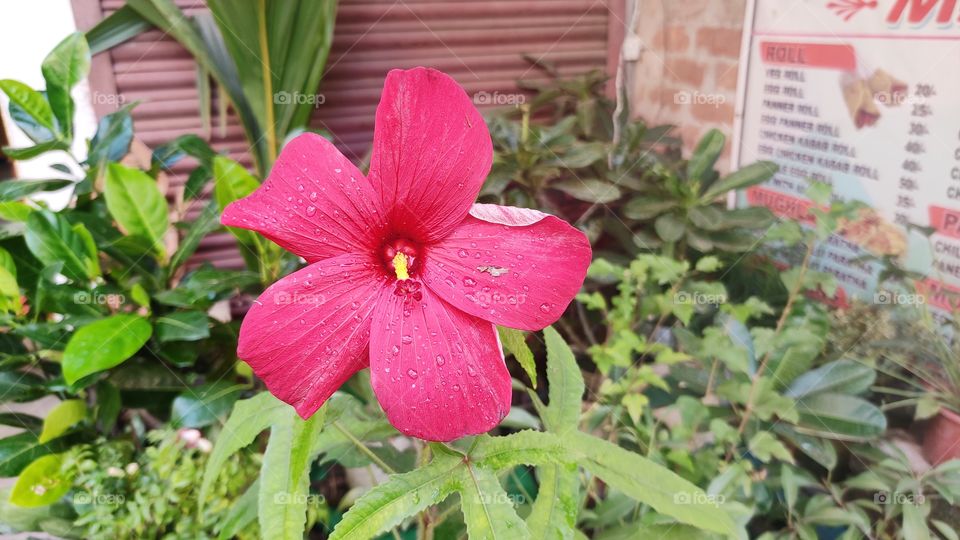 red flower is smiling