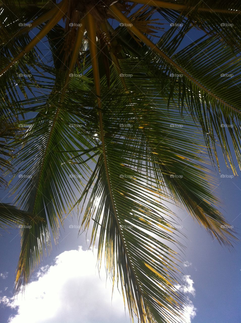 Palm tree