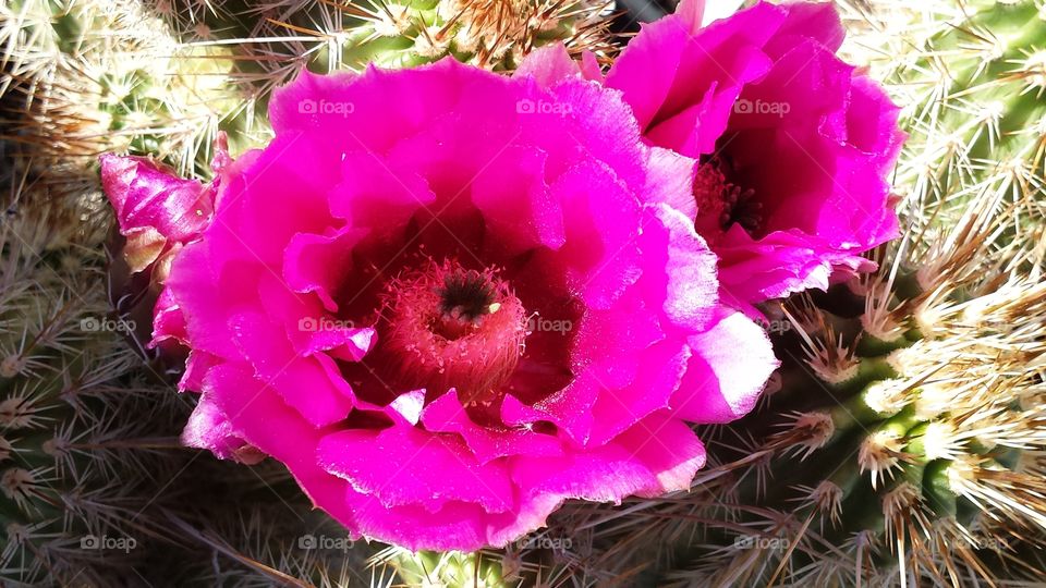 Cactus flower. beauty of Arizona nature in cactus flowers