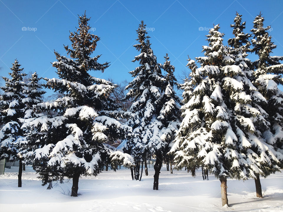 Beautiful fir trees covered by white snow in front of blue clear sky 