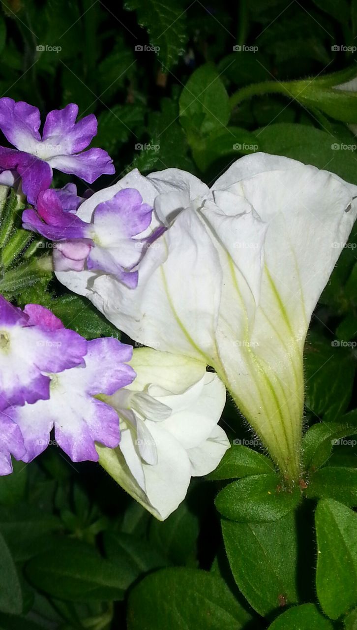 petunia and verbena