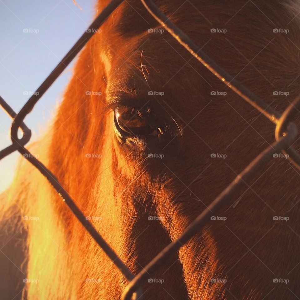 Close-up of horse against fence