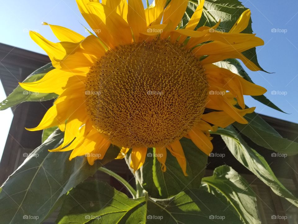 Sunflower- 3