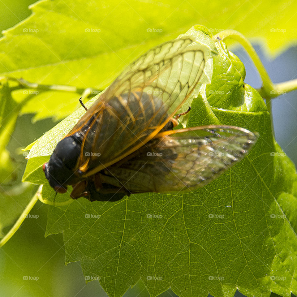 Two adult cicadas preparing to mate