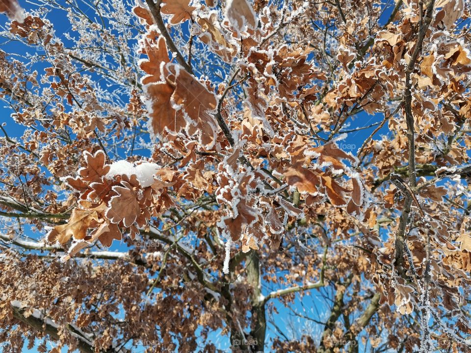 Orange leaves of an oak with blue sky in the background and frost over it