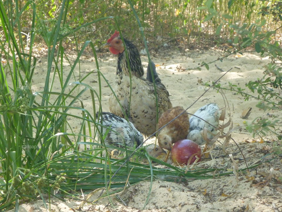 Bird, Poultry, Nature, Farm, Hen