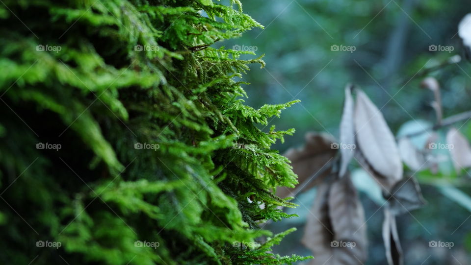 Moss growing on a tree trunk in forest