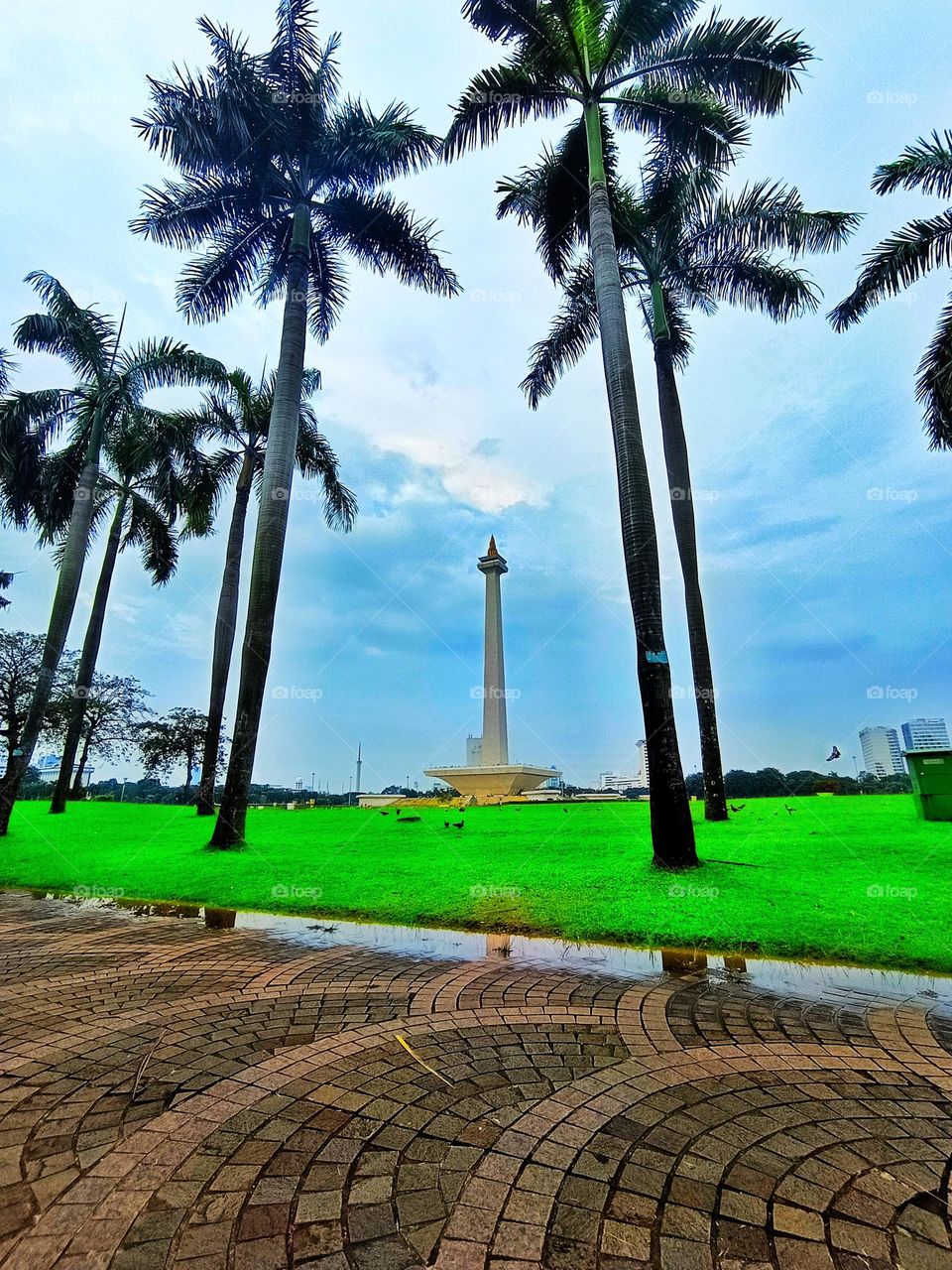 monas is much higher than the coconut tree