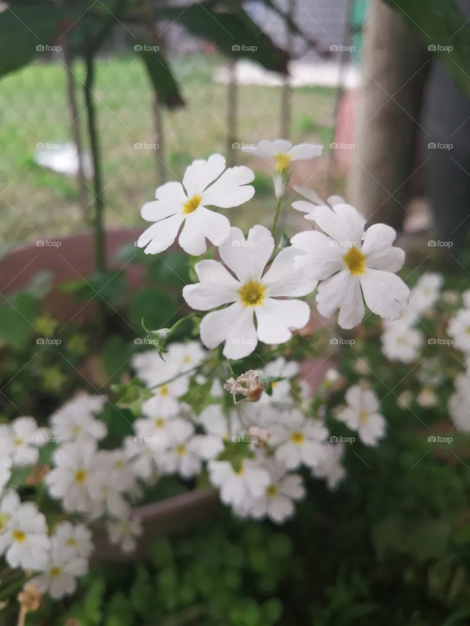Nature's smile