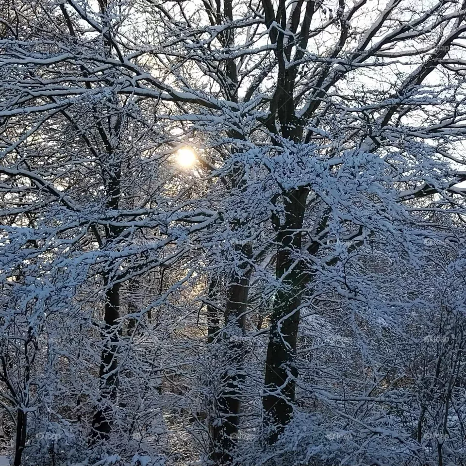 frost