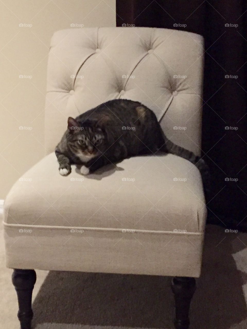 Cat on a Chair 
