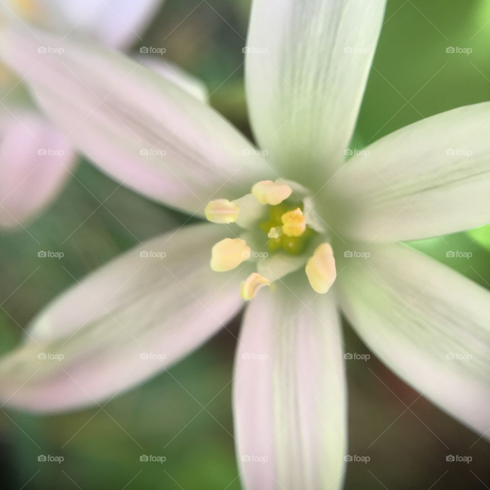 Flower closeup