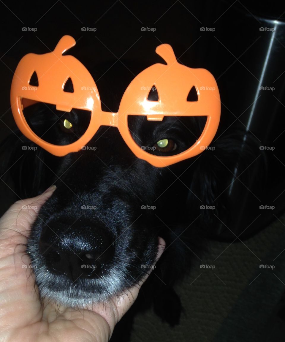 Dog eyes glowing while wearing pumpkin glasses.