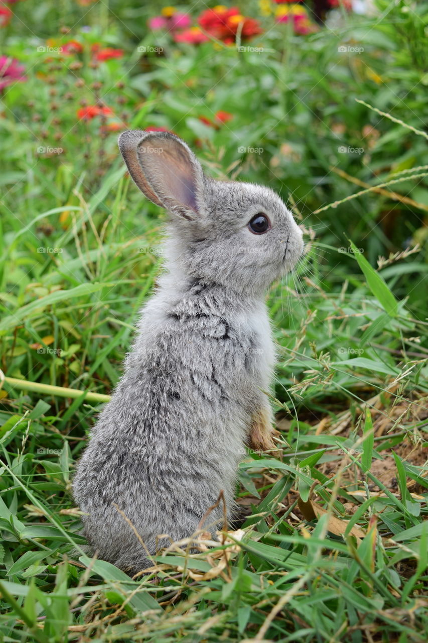 Rabbit in the meadow behind the house