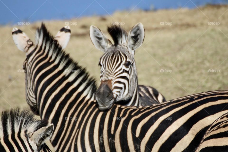 A baby zebra leaning on his mum 