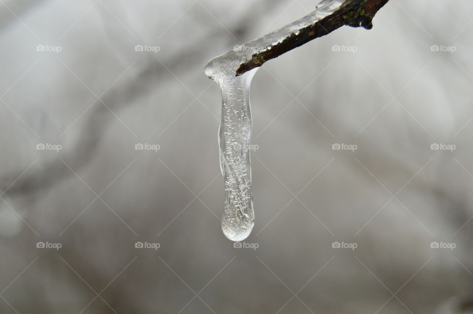 ice on a branch