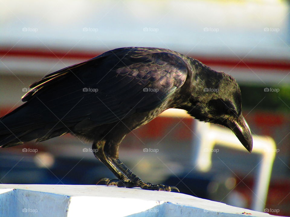 The Indian jungle crow (Corvus culminatus) is a species of crow found across the Indian Subcontinent south of the Himalayas.