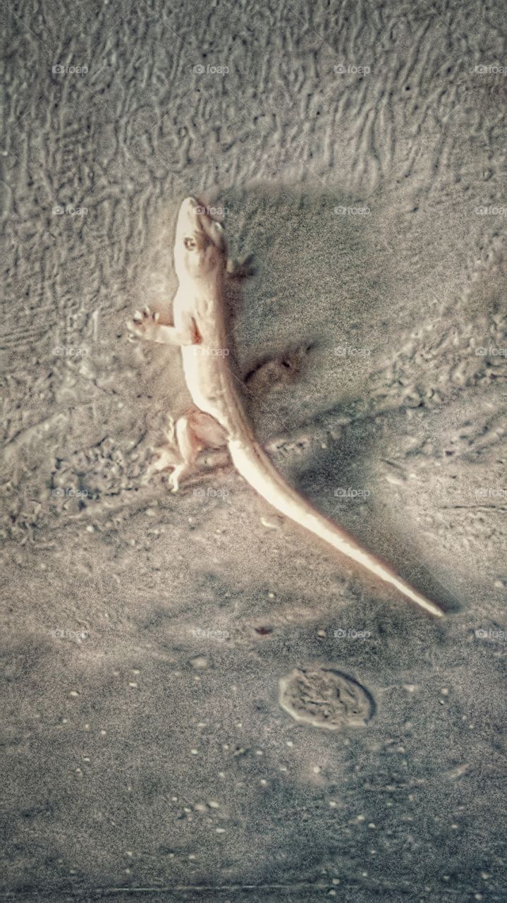 lizard