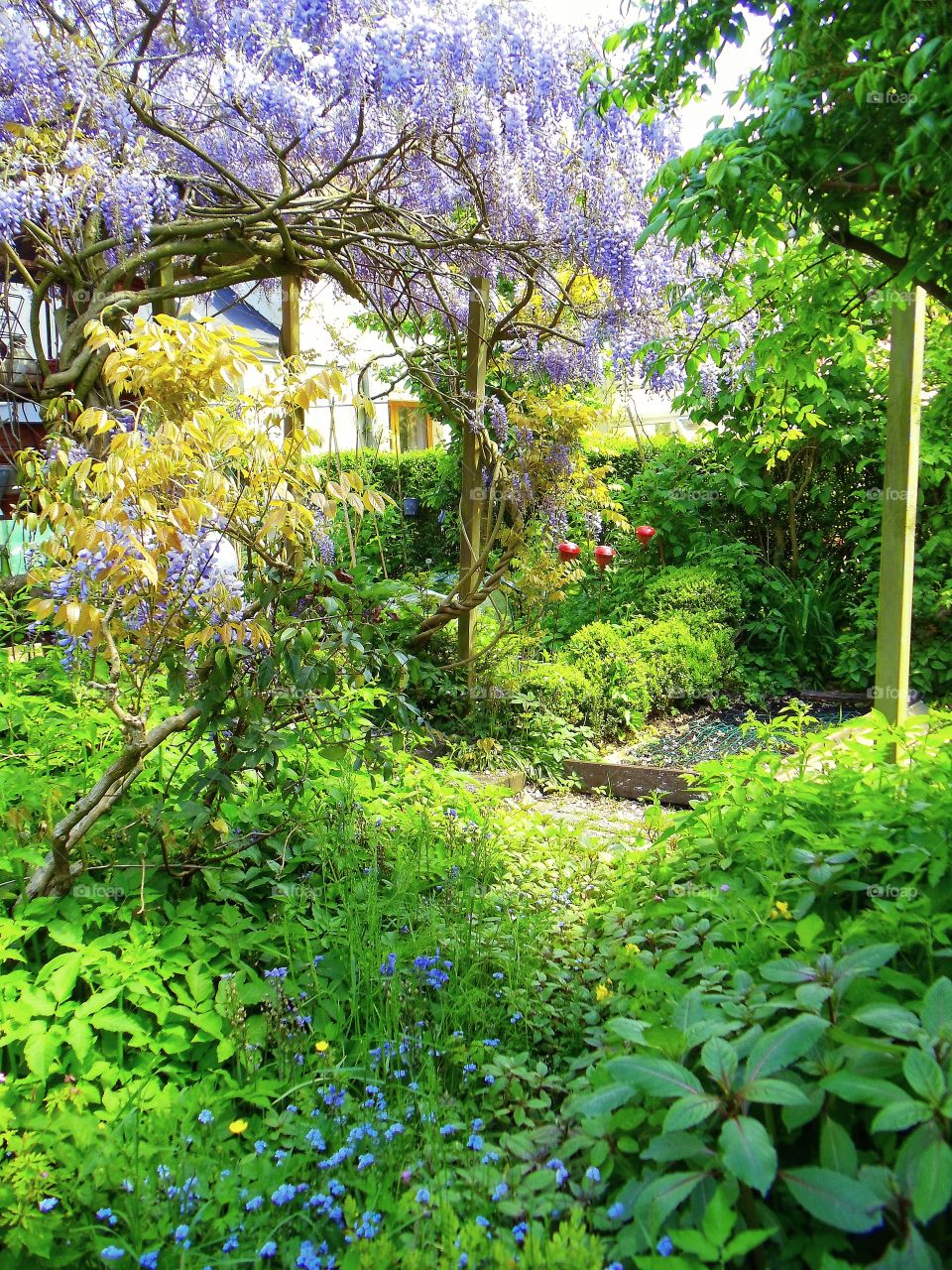 Wisteria Season