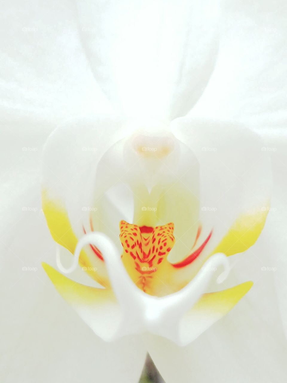 closeup of white orchid