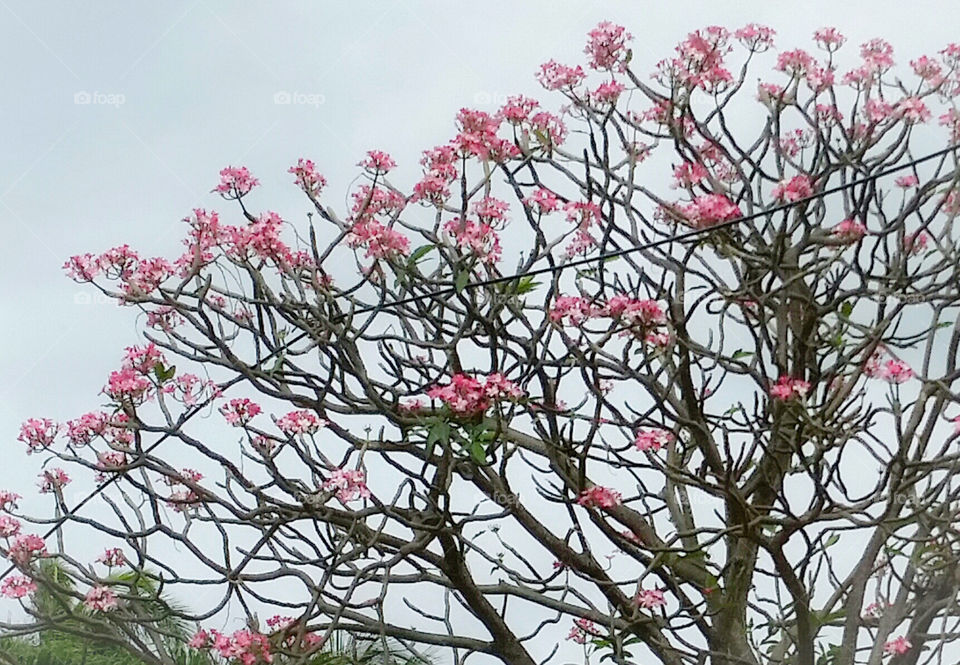 Branch, Tree, Cherry, Flower, Flora