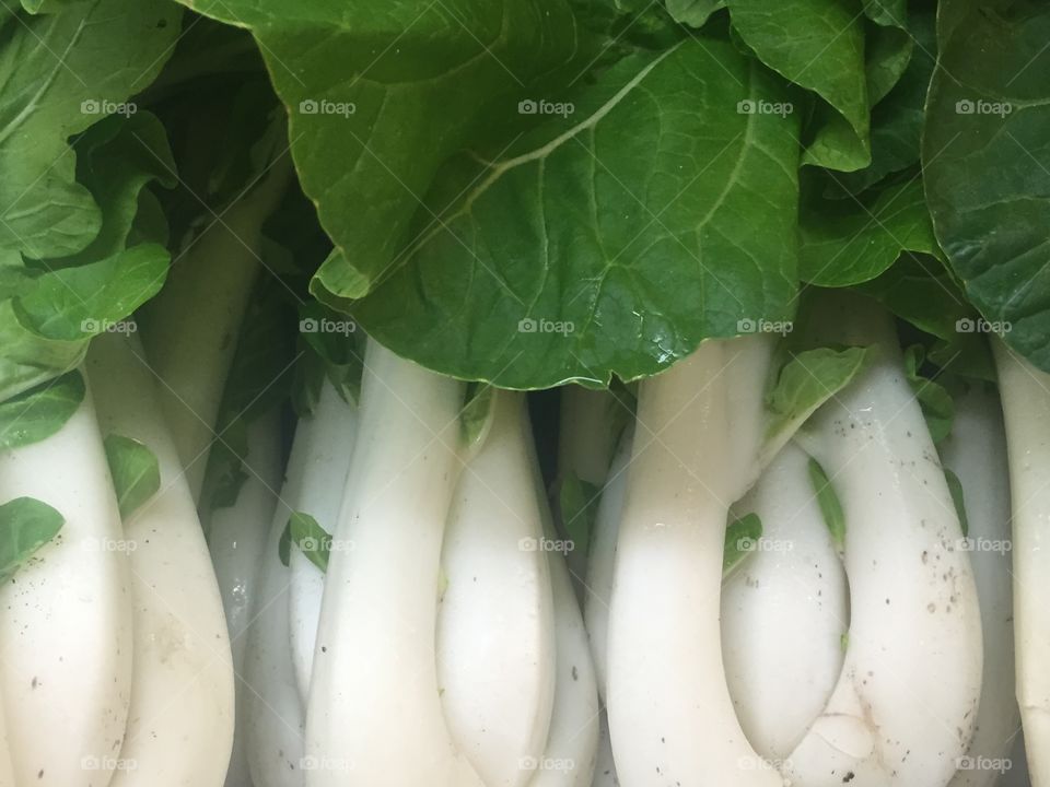 Bok Choy 