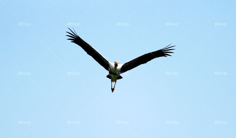 Low angle view of vulture flying in sky