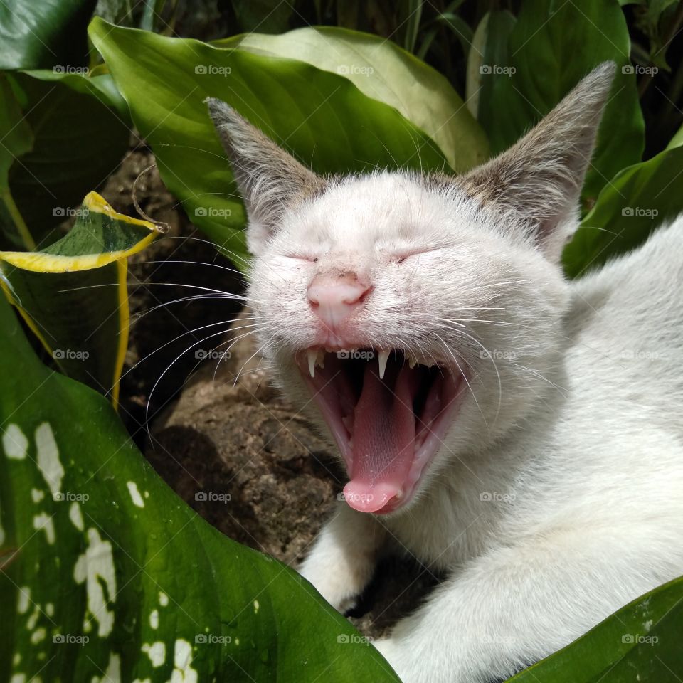 kitten fang on fleek!!