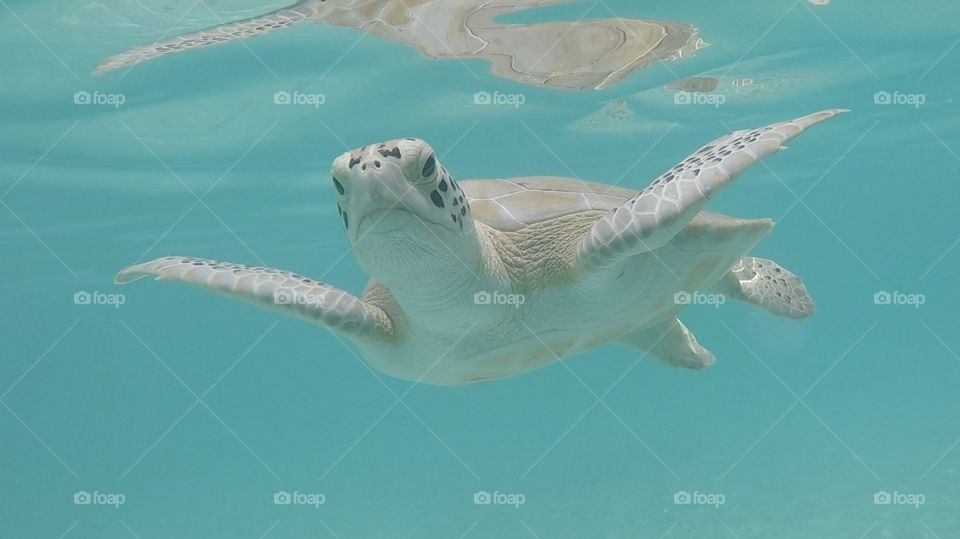 Sea Turtles 