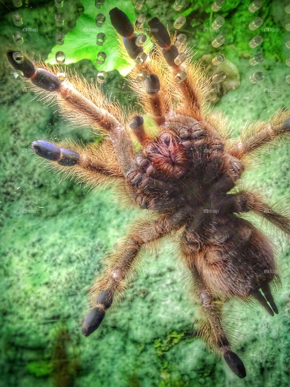 The beauty of the animal world