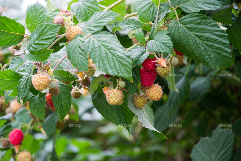 Raspberries