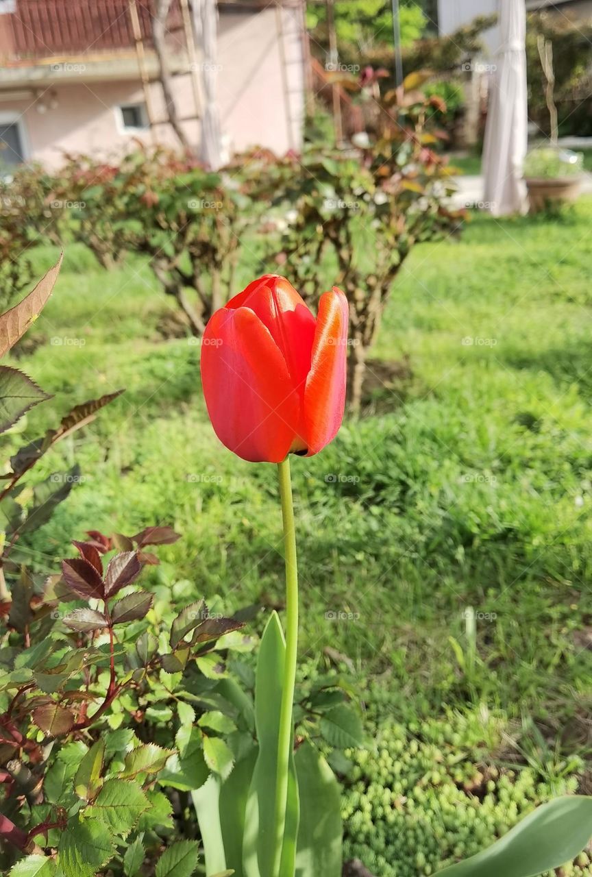 Red Tulip flower