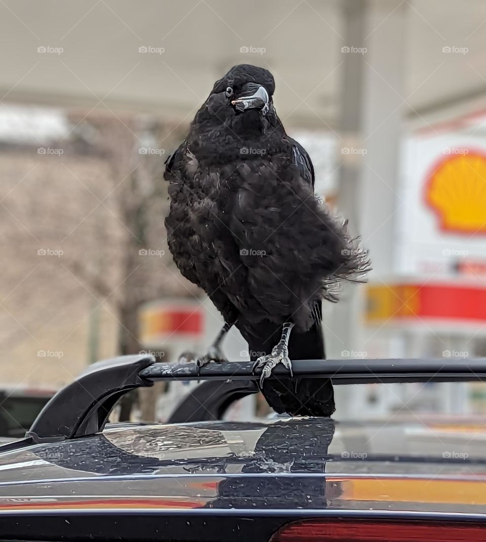 Crow resting on my car