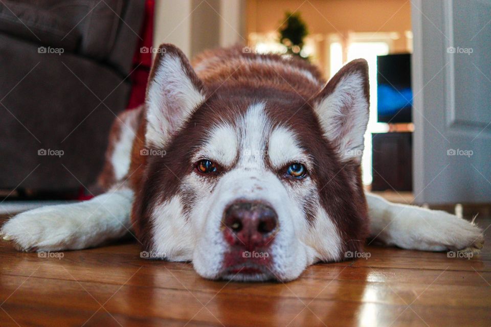 husky bored wanting to play.