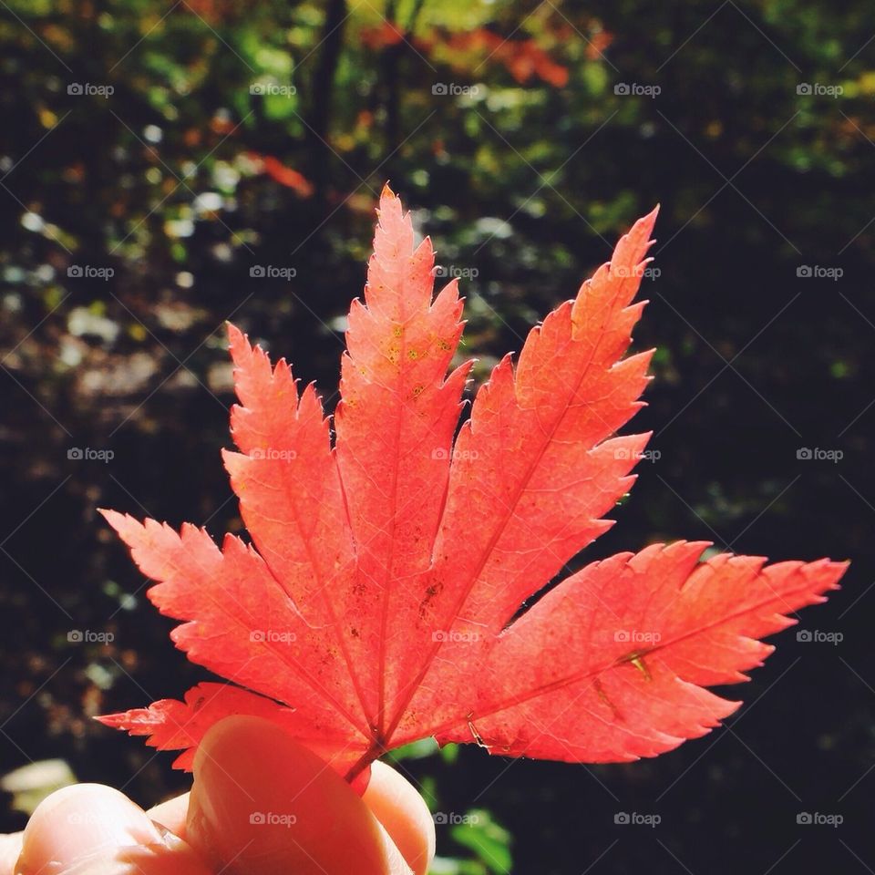 Maple leaf