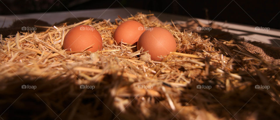 eggs