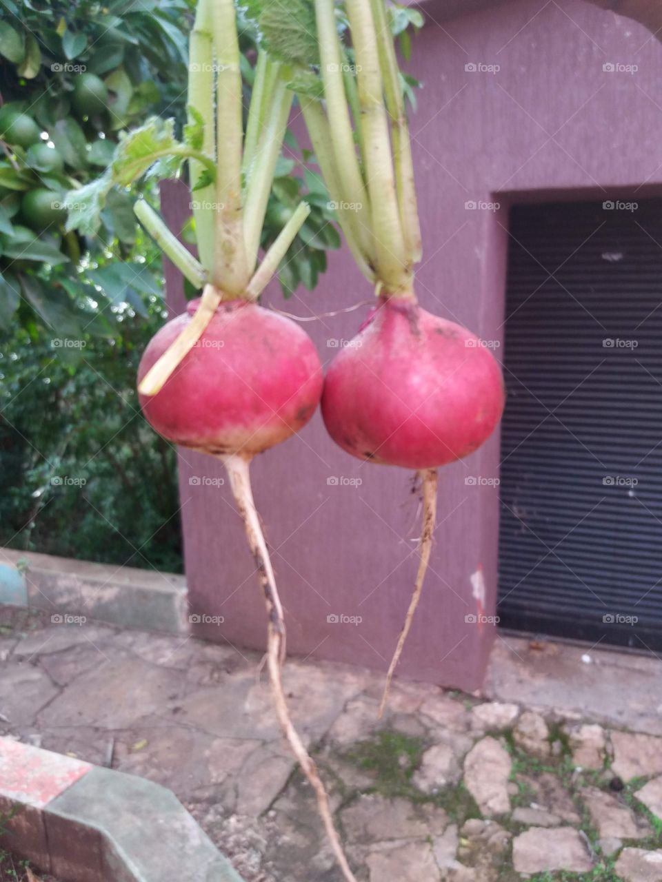 Radish