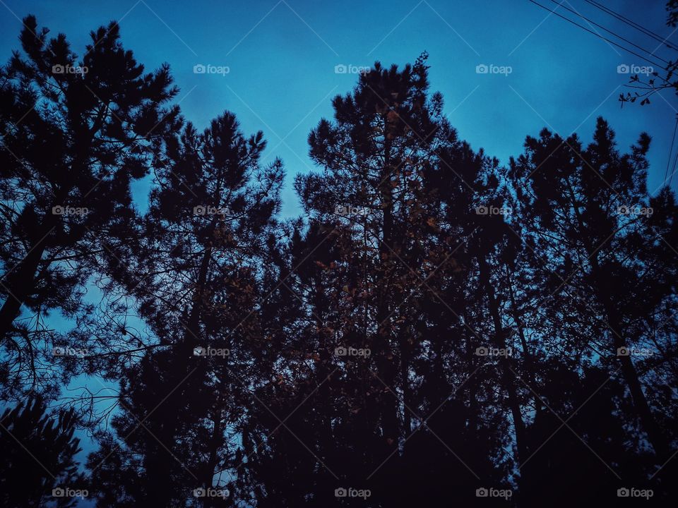 Trees at night