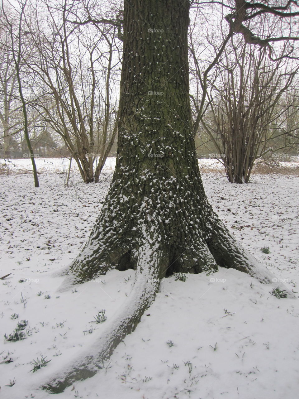 Dusting Of Snow