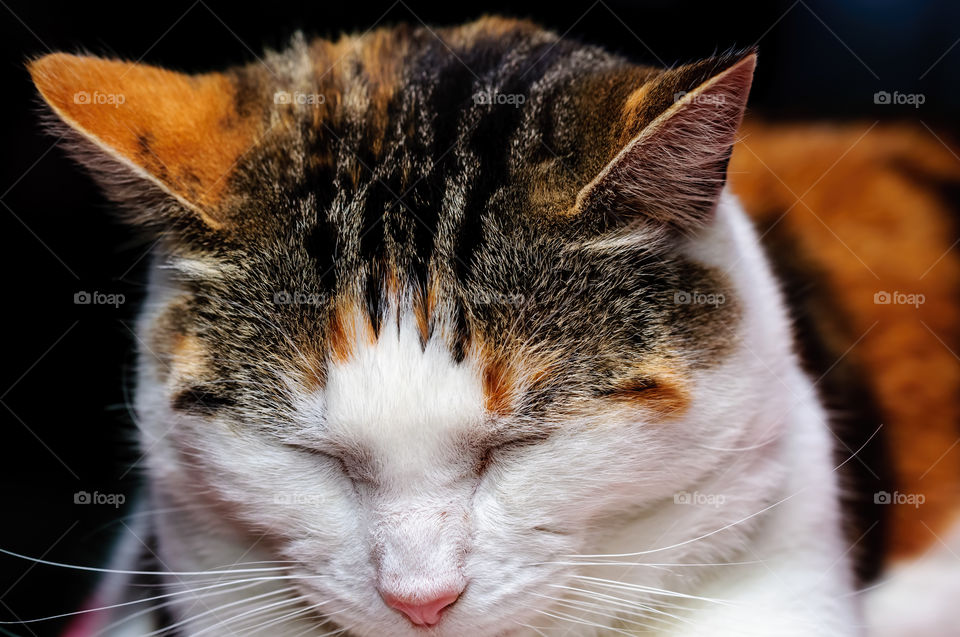 Domestic cat taking a relaxing catnap