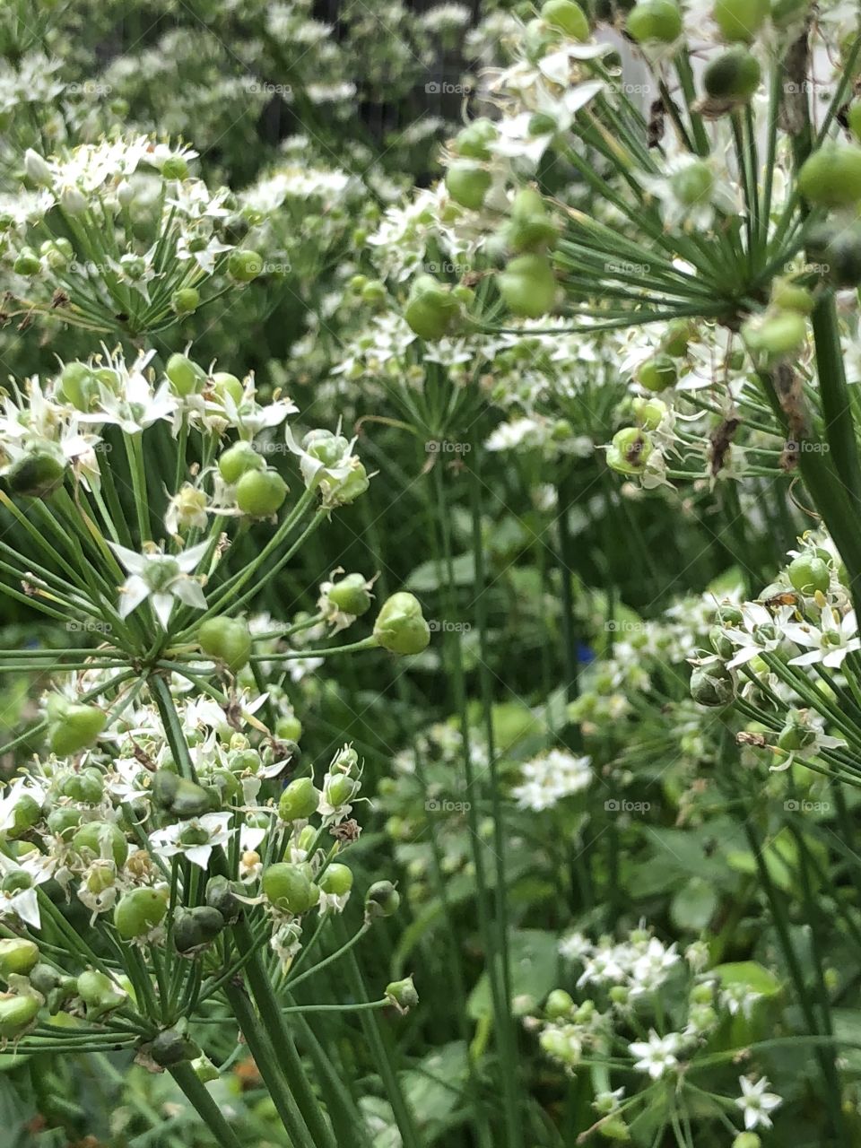 Lovely flowers in yard