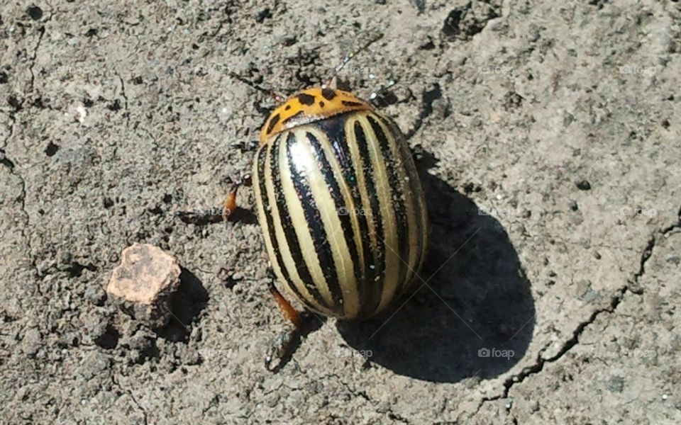 A Beetle Waiting For Good Shot.