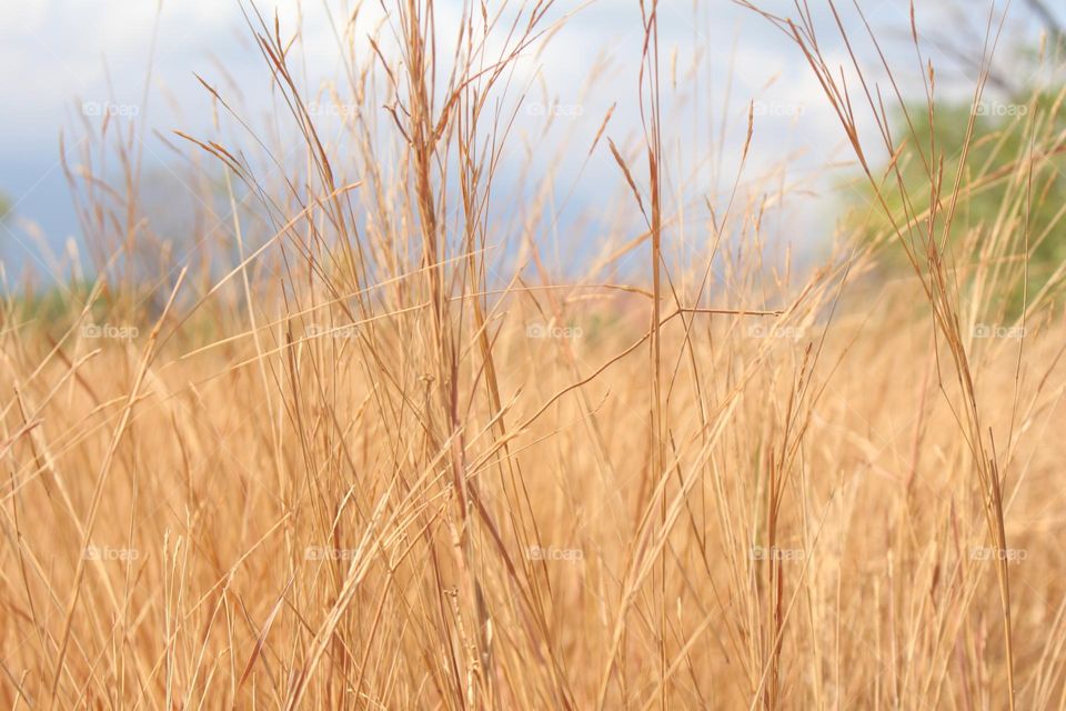 grass color when it summer