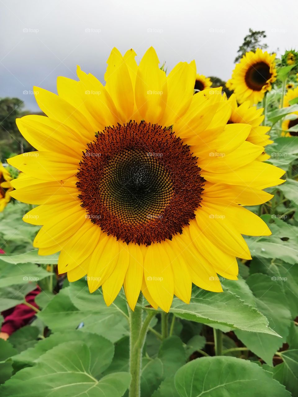 Beautiful sunflower with vibrant color.