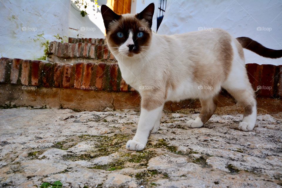 Who can resist those mesmerizing blue eyes?