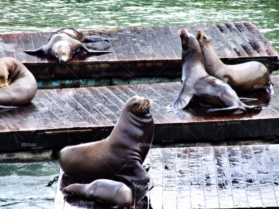 Pier 39