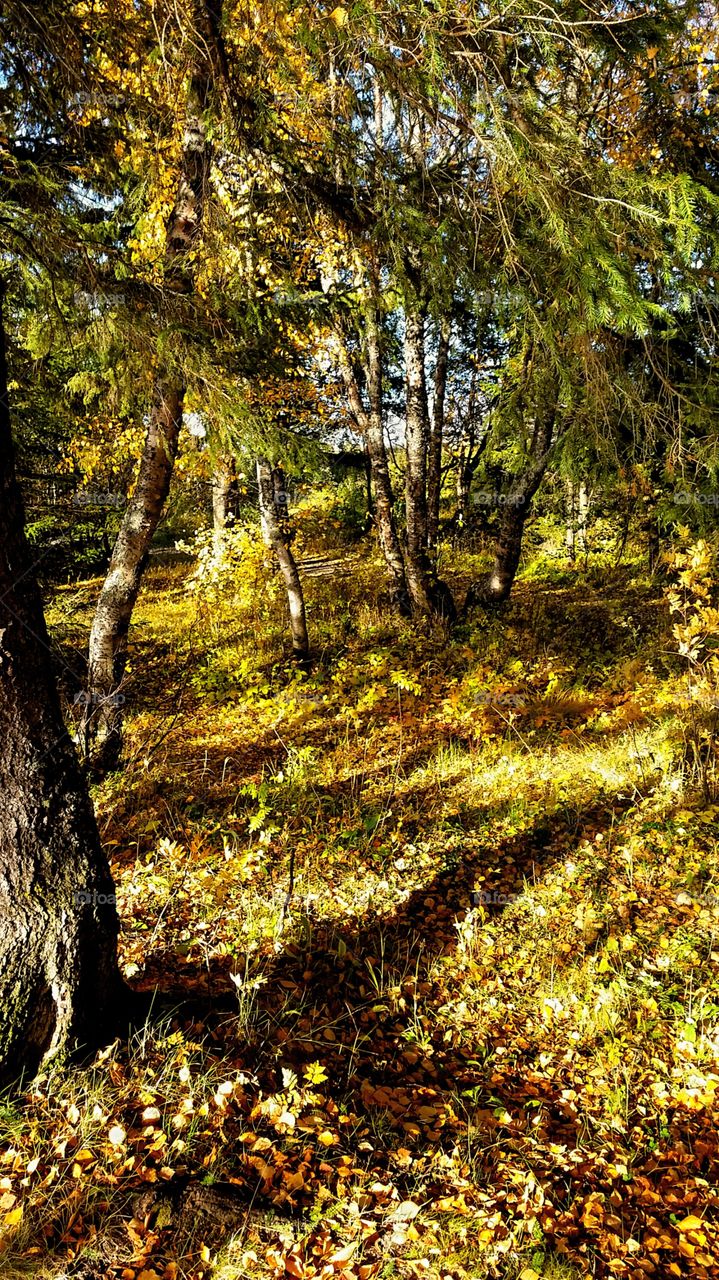 Autumn in the woods