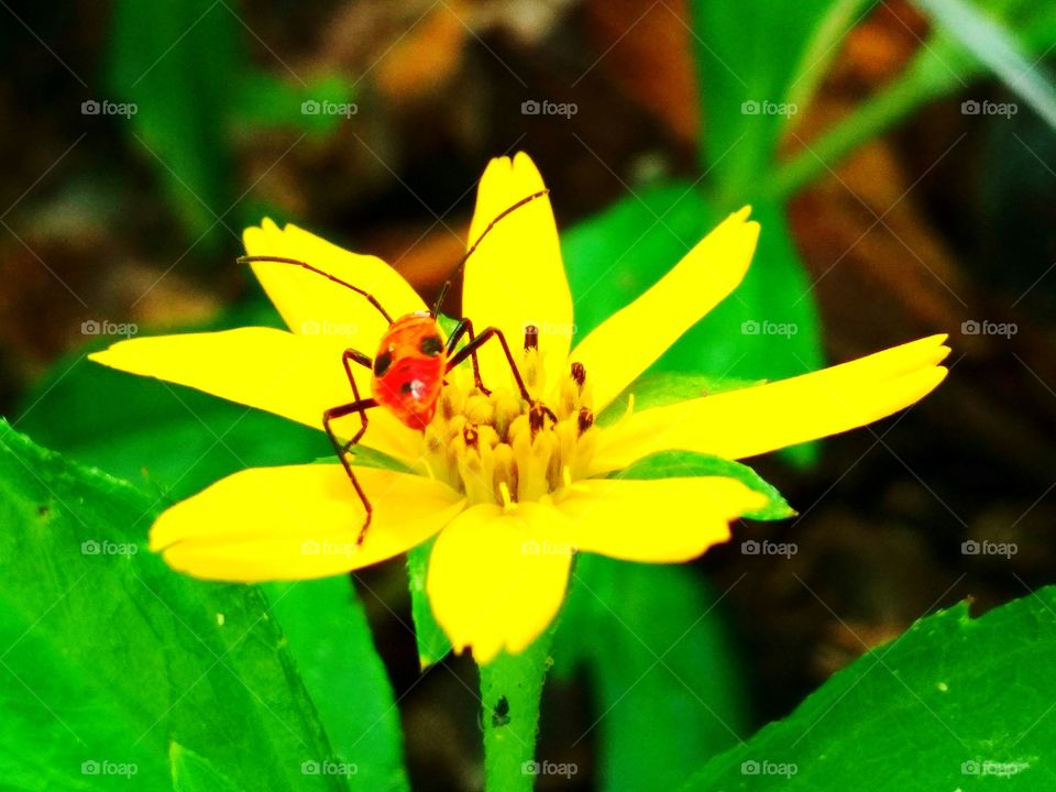 Insect and flower